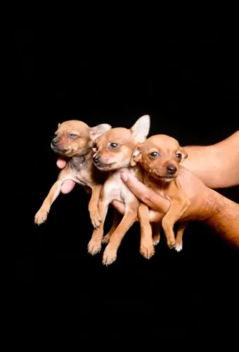 Mini Pinscher - Pequenos Guardiões Cheios de Energia