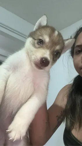 Filhotes de Border collie com husky siberiano