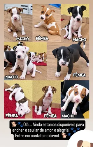 Vende-se filhote de pitbull