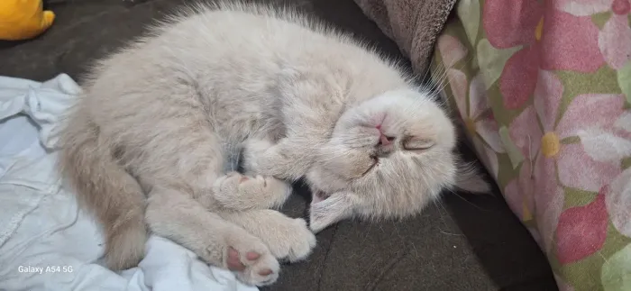 Filhote de gato persa exótico pelo curto