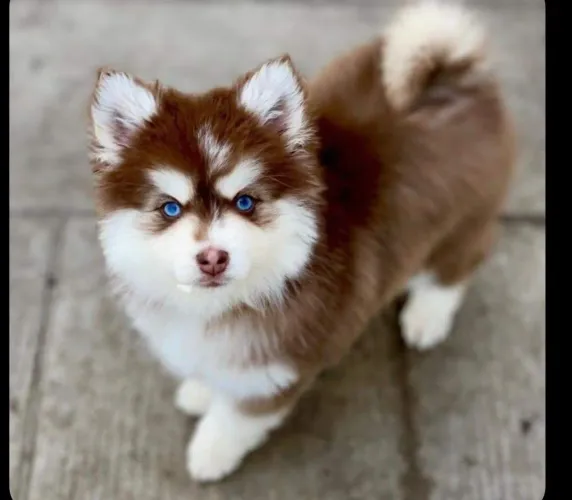 Husky siberianos