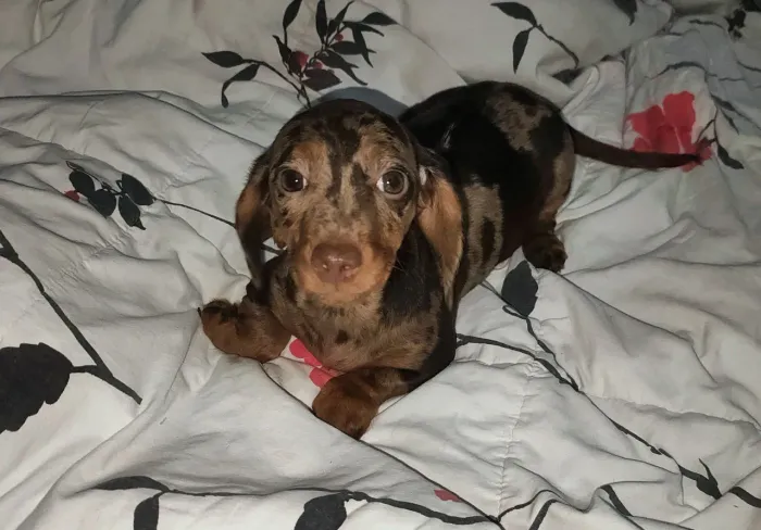 Daschund/Teckel Arlequim Chocolate