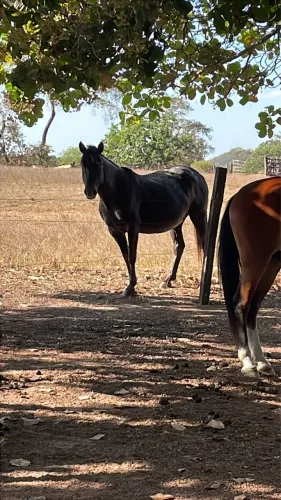 Égua quarto de milha 