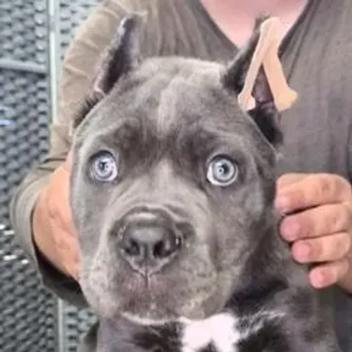 Cane Corso,Cane Corso Filhote Muito Amoroso e Dócil