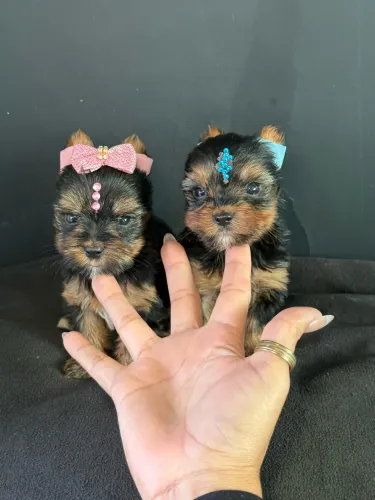 Yorkshire micro Filhotinhos Pronta entrega até 12x