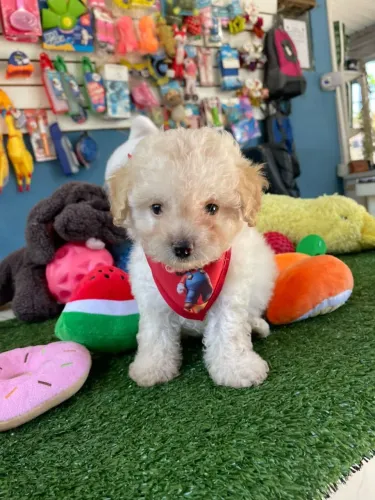 Poodle machinho uma fofura disponível