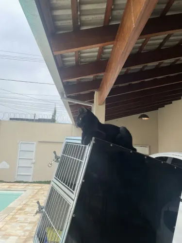 Vendo caixa de moto para Pet shop