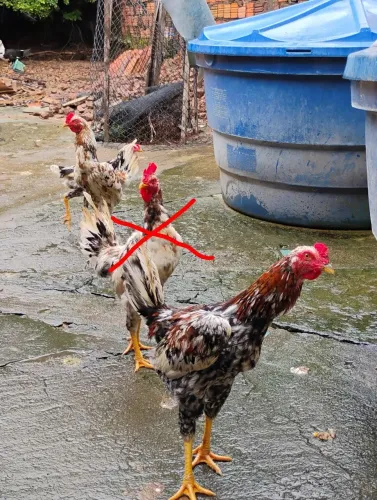 Galos Caipira 
