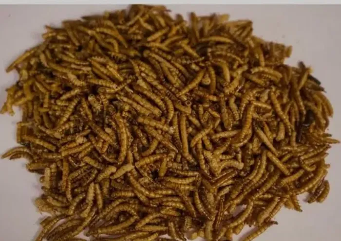 Proteína Tenébrio 