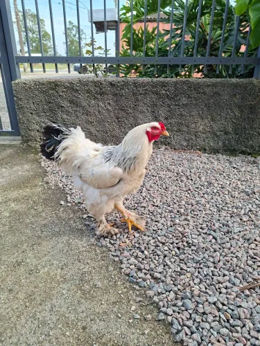 Galo brahma light