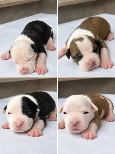 Filhotes American Staffordshire Terrier