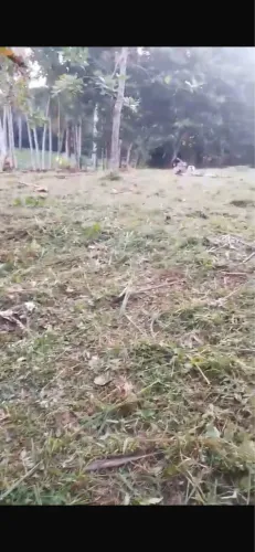 Terreno para sítio com Igarapé em Benevides