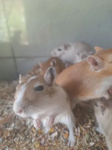 Esquilo-da-mongólia, gerbil
