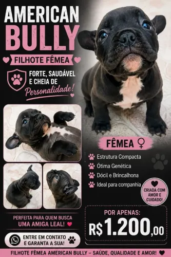 Filhote FÊMEA American Bully 
