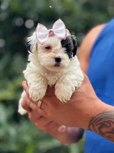 Encantadora filhote de Lhasa apso fêmea! Entregamos 1 olhos AZUL!
