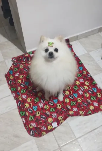 Spitz alemão macho com pedigree 