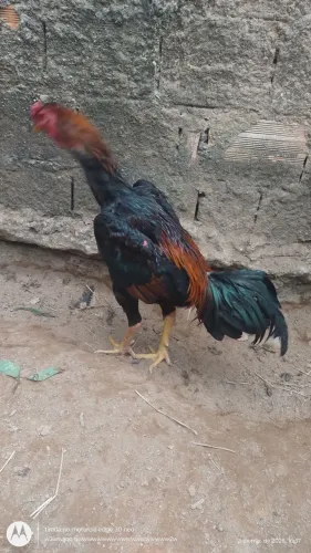 O shamo porte grande