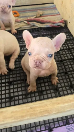 Bulldog francês