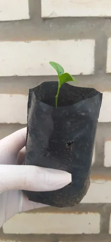 Muda de planta 30 reais 