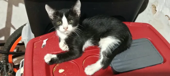 Gatos para adoção