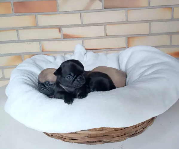 Pug