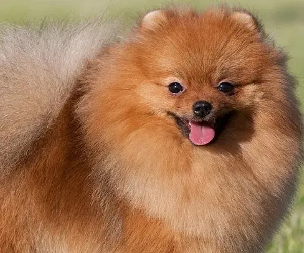 spitz alemao para doação