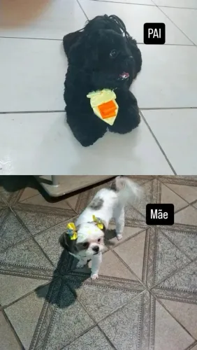 Venda-se cachorros com 1 mês e 1dia