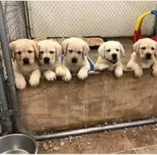 Labrador alto padrao