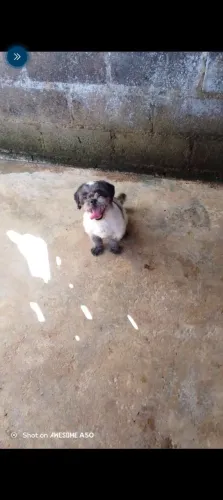 Shitzu macho 7 meses 