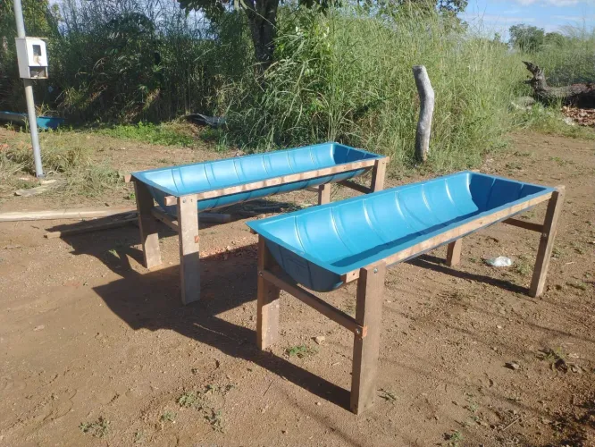 Vende-se cocho 