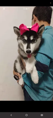 Husky siberiano