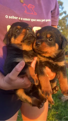 Disponível filhotes de rottweiler