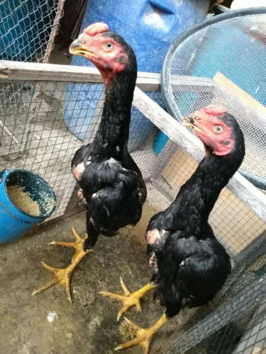 Franguinhos Bico Curto