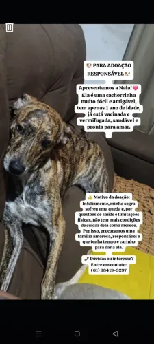 Doação de pet