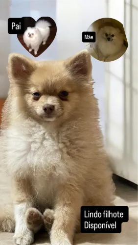Lulu disponível