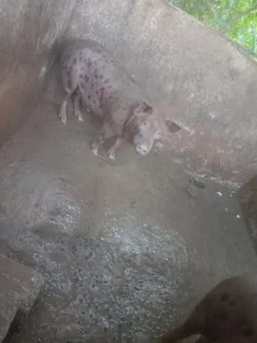 Porco caipira
