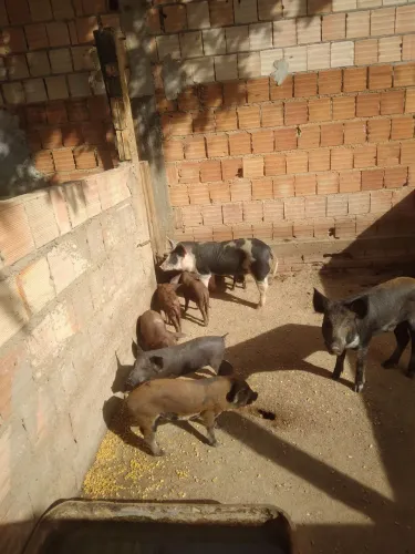 Vendos 8 leitoes 5 mancho e 3 feméa 