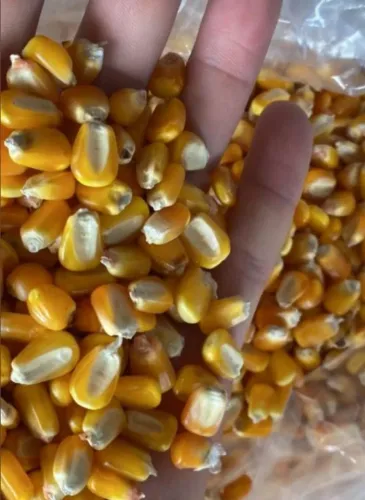 Milho em Grãos Seco - Alta Qualidade Direto da Fazenda