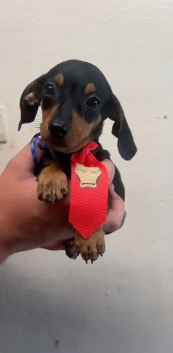 Dachshund encantador disponível para novo lar