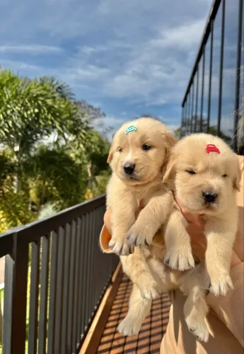 Filhote de Golden Retriever macho 