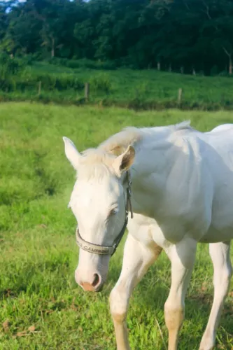 Potro Quarto de Milha PO 