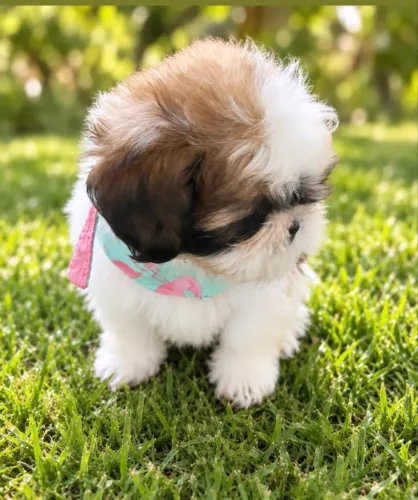 Shihtzu puro