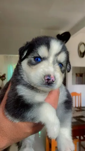 Husk siberiano puro 