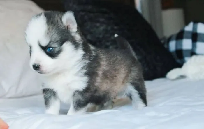 husky siberiano