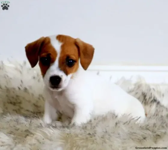 ?Jack Russell filhotes - ideais para família?