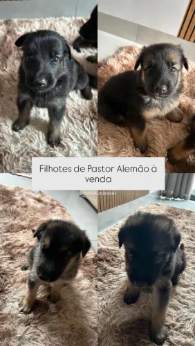 Filhotes de Pastor Alemão 
