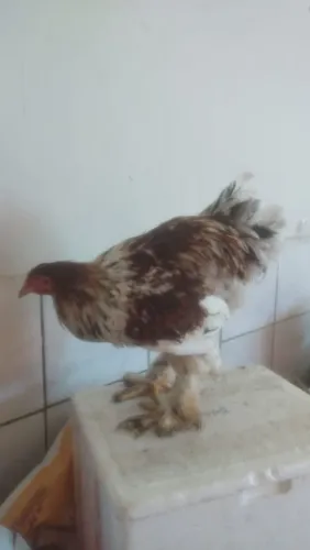 Frango brahma