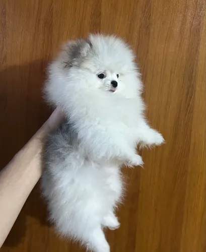 Lulu da Pomerania Fêmea