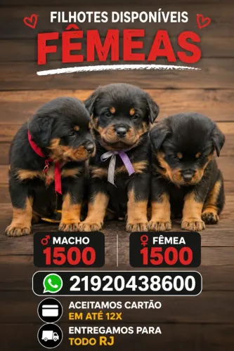 Rottweiler cabeça de touro macho e fêmea raça pura lindos