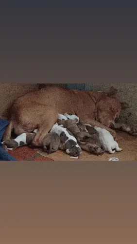 Pit Bull puro